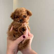 Продам щенка той-пудель, в г.Нарва