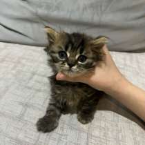 Милый котенок в добрые руки, в Краснодаре