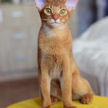 Абиссинский мальчик из питомника с документами, в г.Стамбул