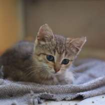 Ищет дом котенок Мишель, около двух месяцев, в Москве