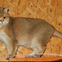 Британский скоттиш - страйт, в г.Нюрнберг