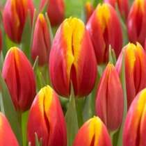 Тюльпаны от производителя, в Новосибирске