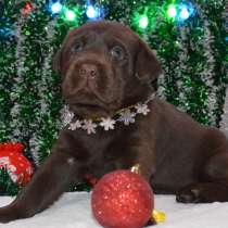 Лабрадорчики шоколадного окраса!, в Красноярске