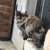 Черепаховая кошечка, в Краснодаре