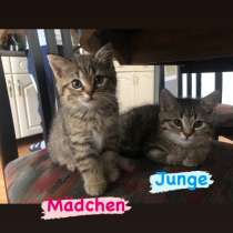 Продам котят, в г.Берлин