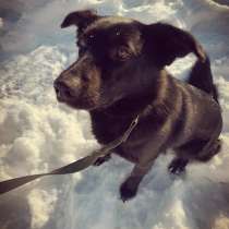 Красавица и умница собака в дар, в Санкт-Петербурге