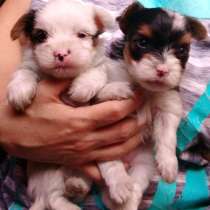 Бивер йорка щенки, в Москве