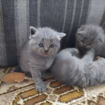 Для любителей кошек!, в г.Cham