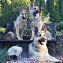 Щенки от работающей пары ВЕО, в Москве