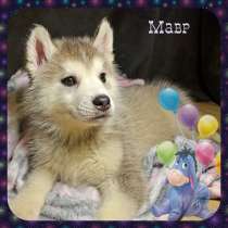 Щенки Сибирской Хаски, в Серпухове