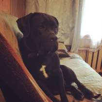 Дрессировка собак, в Москве