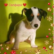 Щенки джека рассела терьера, в Волгодонске