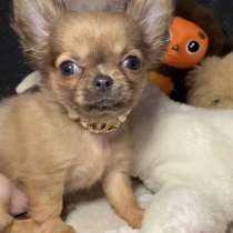 Голубо-полевая мини малышка, в г.Мюнхен