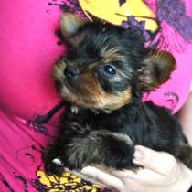 Миниатюрный мальчик йорка, в Москве