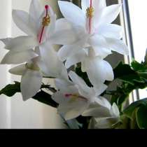 Декабрист белый, в Улан-Удэ