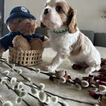 Малыши Cavalier King Charles Spaniel, в г.Danville