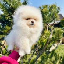 Девочка мини пом. шпиц, в г.Прага