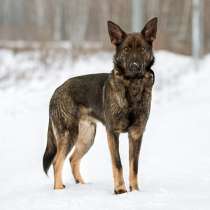 Пес-подросток Арсений, отличный компаньон и охранник в дар, в Москве