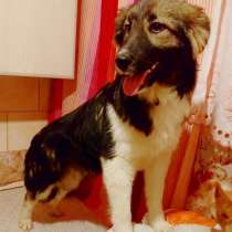 Метис шелти, красивая ласковая собачка, в Санкт-Петербурге