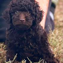 Пудель. Chocolate, в г.Merenberg