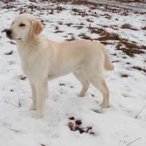 Щенки лабрадора, в г.Париж