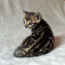 Клубные бенгалы, в г.Сеул