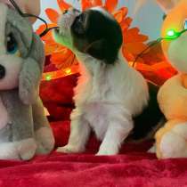 Yorkie biewer ready for Christmas message me for more inform, в г.Майами