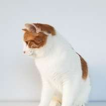 Отдам кота в добрые руки, в г.Нью-Йорк