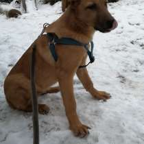 Рэй 5 месяцев, здоров, игрив по возрасту, знает некоторые ко, в Москве