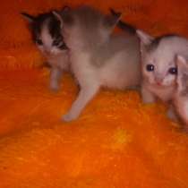 Отдам котят, в Кемерове