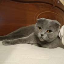Шотландские котики, в г.Брест