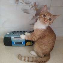 Рыжее очарование, в Москве