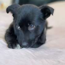 Чудесный домашний щеночек Триша в добрые руки, в Москве