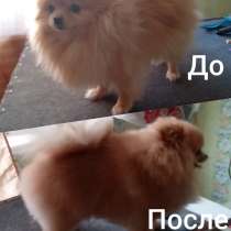 Стрижка собак, в Усть-Илимске
