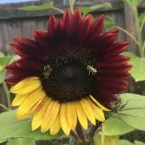 Продаются декоративные подсолнухи, в Краснодаре