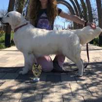 Golden retriever early booking, в Краснодаре