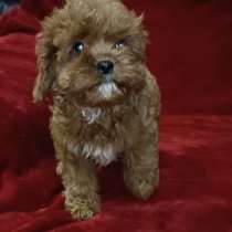 Кавапу, в г.Aach