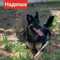 Щенок подросток метис овчарки, в Москве