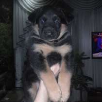 Щенки немецкой овчарки от Кая с Гердой, в Улан-Удэ