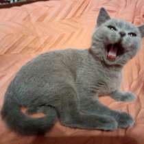 Британские котята, в Москве