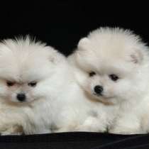 Померанский шпиц, в г.Прага