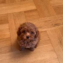 Милейшая ашка ищет новую семью, в г.Гамбург