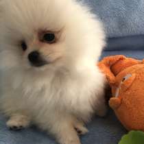 Продам померанский шпиц мини, в г.Дублин