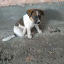 Щенки в добрые руки, в г.Бишкек