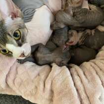 Канадский сфинкс котенок, в Барнауле