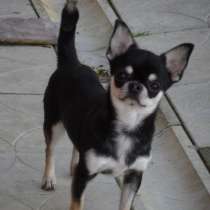 Отдам в добрые руки чихуахуа, в Кирове