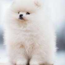 Белые пушистики померанского шпица в ожидании родителей, в г.Варшава