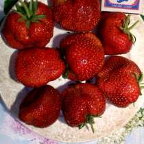 Рассада-саженцы клубники и малины, в г.Луганск