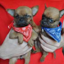 Той-терьера щенки мини, в Москве