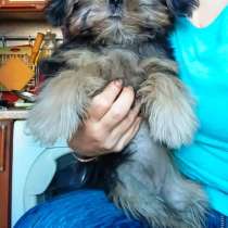 Курносая девочка ши, в Москве